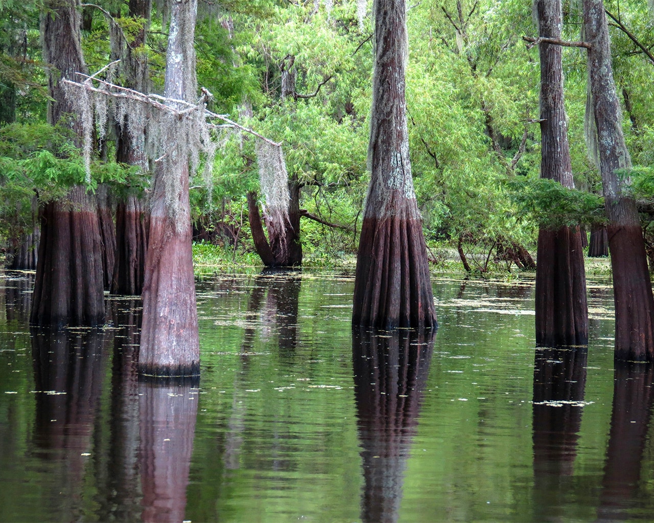 Cypress trees in the swamp